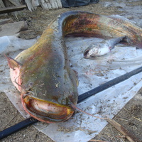 Золотая рыбка-32 кг!