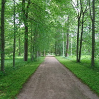 Парк в музее-усадьбе "Петровское"