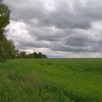 Зелёное пшеничное поле