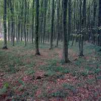 лесо-березовка лес