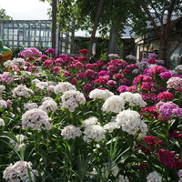 цветы на садовом участке.