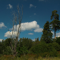 Природа в Ульяновке
