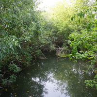 Речка Елшанка.