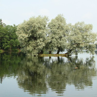 Дворцовый парк. Белое озеро.