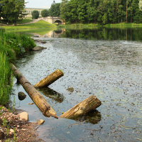Дворцовый парк. Белое озеро.
