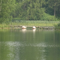 Дворцовый парк. Белое озеро.