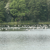 Дворцовый парк. Белое озеро.