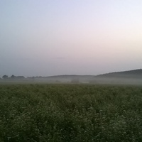 Туман над гречичном поле