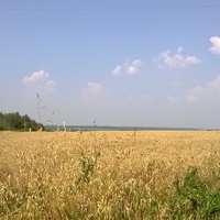 Залотистое пшеничное поле