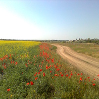 Проселочная дорога на Берислав весною украшается красными маками.