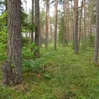 Лес в Низовицах