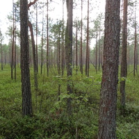 Лес в Ореховцах