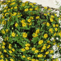 Keskallee, Кохтла-Ярве