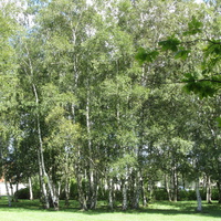 Кохтла-Ярве,  в городском парке