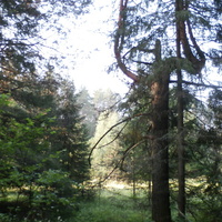 В лесу.