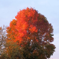 Осенний клён