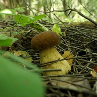 В Белыхенском лесу