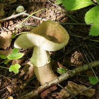 В Белыхенском лесу