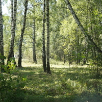 В Белыхенском лесу