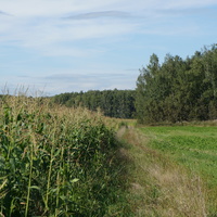Белыхино, кукурузное поле