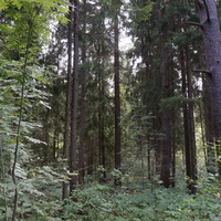 Лес у деревни Самойлиха