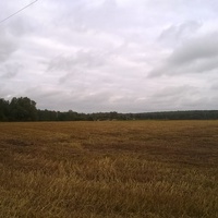 Убранное пшеничное поле