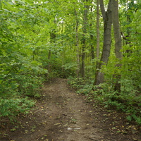 Рыбацкая слобода, лес