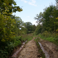 Каширский лес у Оки