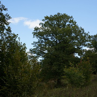 Каширский лес у Оки