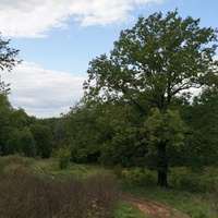 Каширский лес у Оки