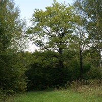 Каширский лес у Оки