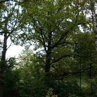 Каширский лес у Оки