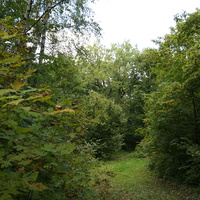 Каширский лес у Оки