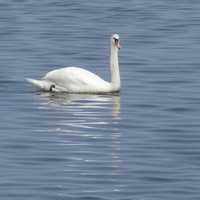 берег Финского залива в Силламяэ