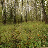 Лес у деревни Белыхино