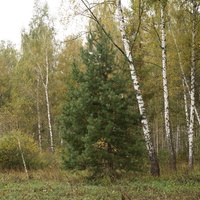 Лес у Белыхино
