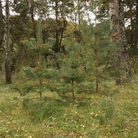 Лес у Белыхино