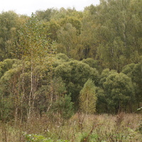 Лес у деревни Белыхино