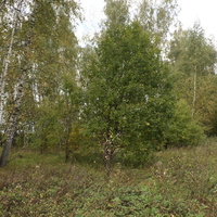Лес в Карпово