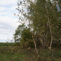 Лес в Карпово