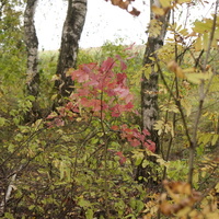 Лес в Белыхино