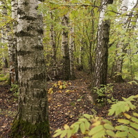 Лес в Белыхино