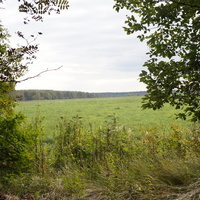 Поле в Белыхино