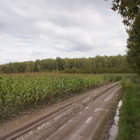 Кукурузное поле