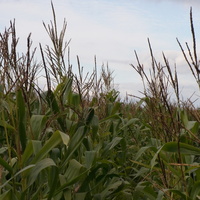 Поле кукурузы