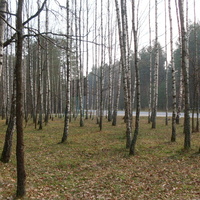 Баранівський ліс