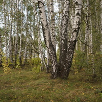 Лес в Белыхино