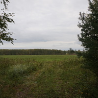 Лес в Белыхино