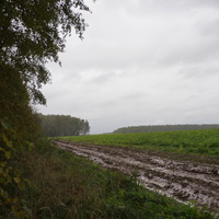 Природа Белыхино, осень 2016