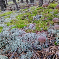Белые грибы в лесах Сойгино